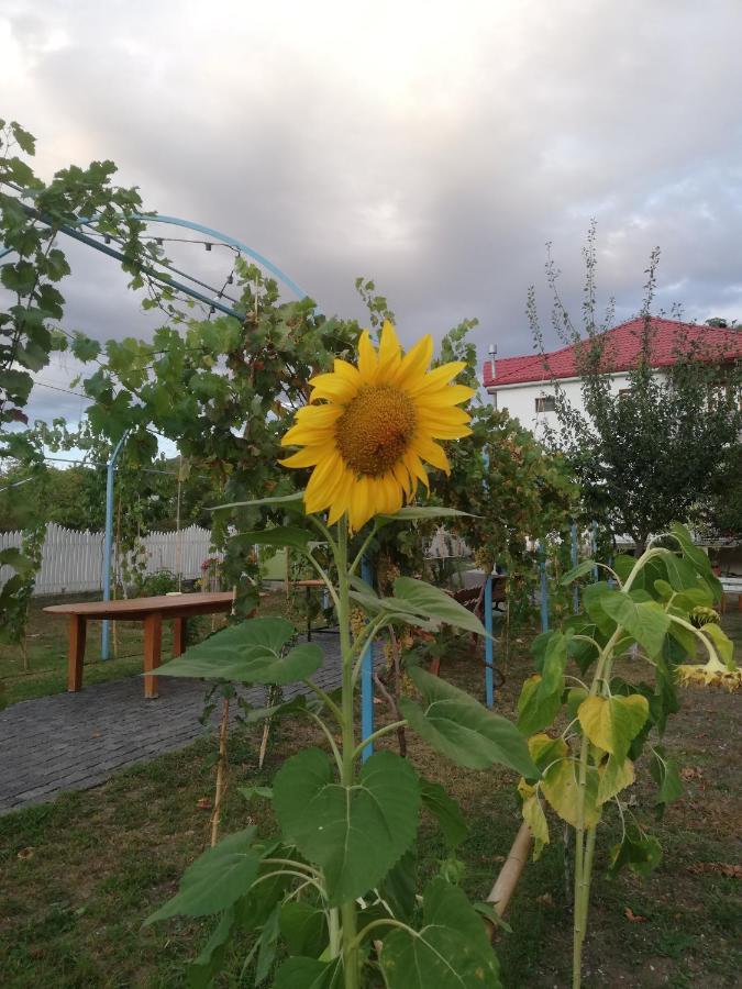 Villa "Zepuri" Dushet'i ภายนอก รูปภาพ
